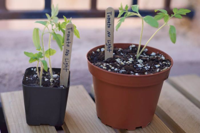 A collection of plant pots sitting on a wooden surface, all illuminated by the GooingTop LED Grow Light.