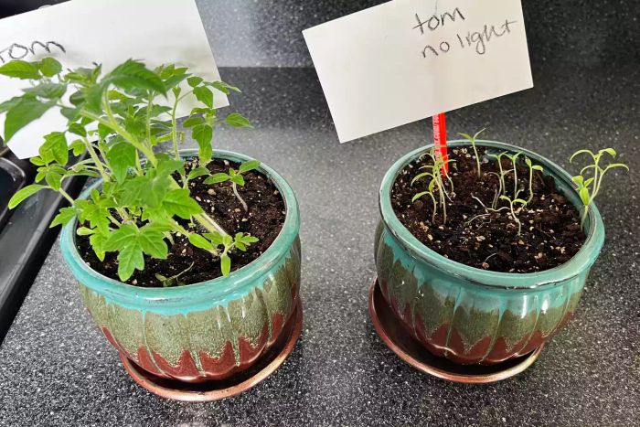 Two plant pots on a table, one with the Leoter 4 Head Grow Light with Timer for Indoor Plants and the other without any light.