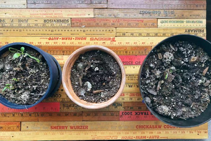 A close-up shot featuring a variety of plant pots that have been placed under the Gardener’s Supply Company LED Stack-n-Grow Lights System.