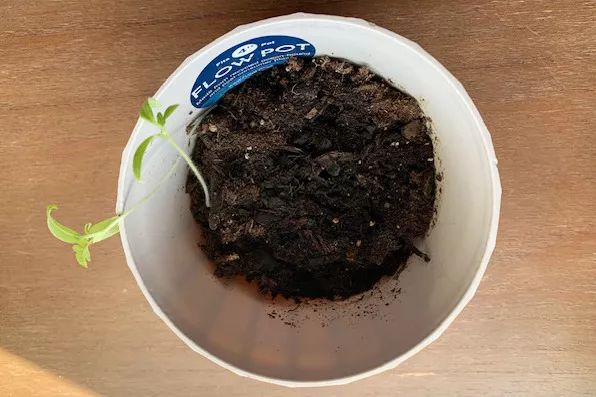 A plant pot placed under the Soltech Solutions Grove LED Grow Light.