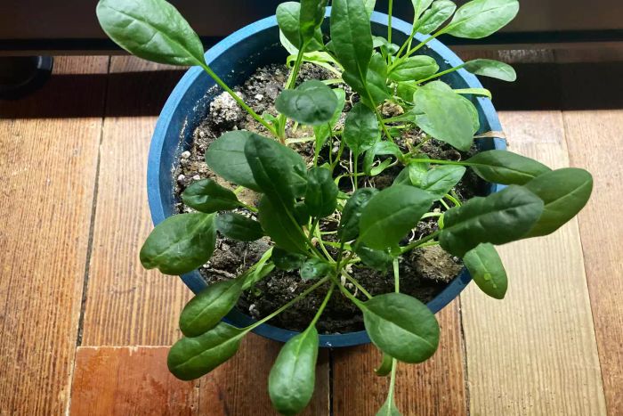 A close-up of a spinach plant grown under the Gardener’s Supply Company LED Stack-n-Grow Lights System.