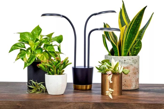 Amazon AeroGarden Trio Grow Light