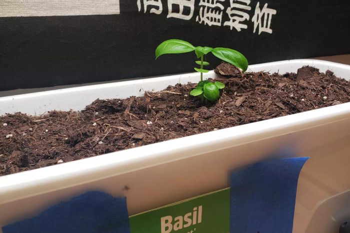 A close-up shot of a basil plant pot placed under the Dymond BoostGro LED Grow Light.