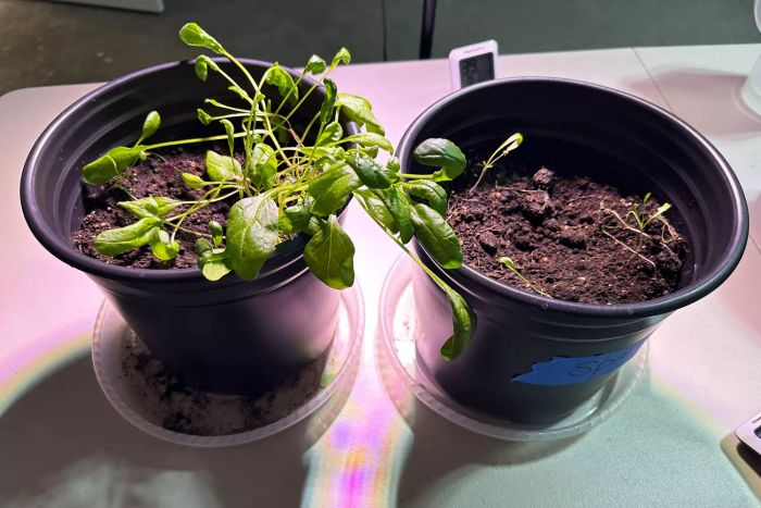 A close-up view of plants thriving under the LBW LED Grow Light with Stand.