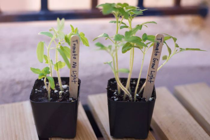 A close-up view of plant pots that thrived under the GooingTop LED Grow Light.