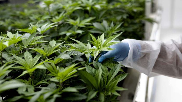 Proper Cannabis Storage Tips