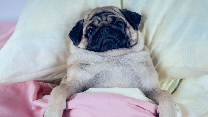 A dog resting in bed, covered with blankets, its eyes wide open, reflecting a sense of unease
