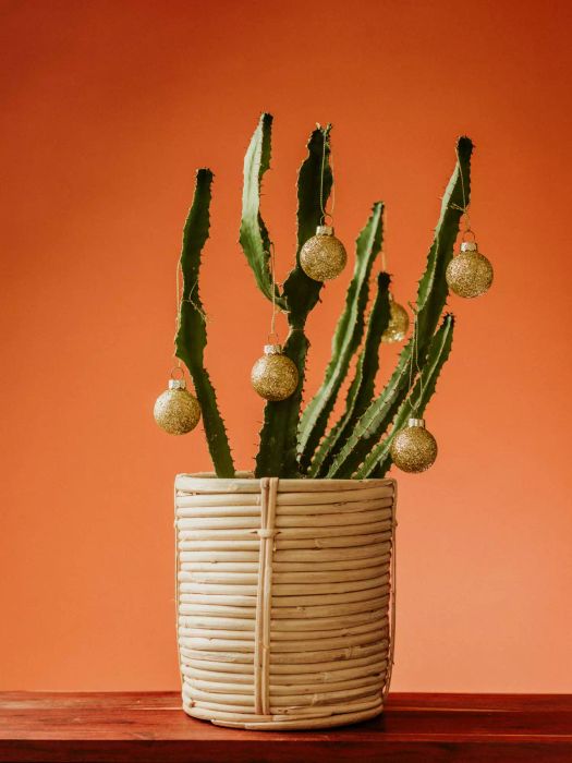 Cactus Christmas Tree