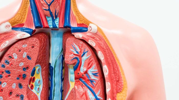Chronic Lower Respiratory Disease