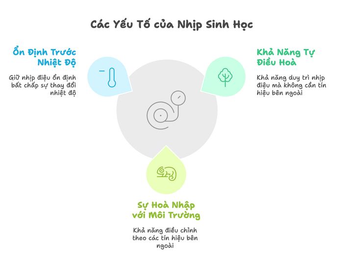 Các thành phần của đồng hồ sinh học