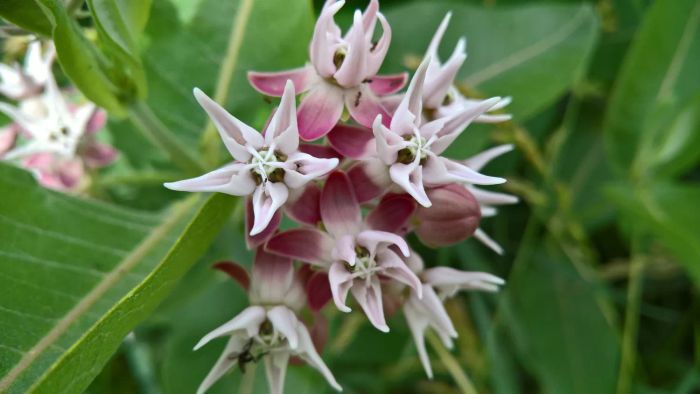 A close-up view of a showy milkweed flower cluster.