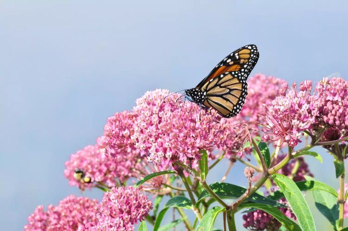 milkweed-plant-GettyImages-176907070