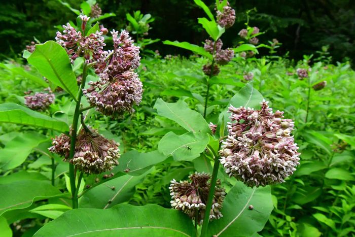 Common Milkweed flowers