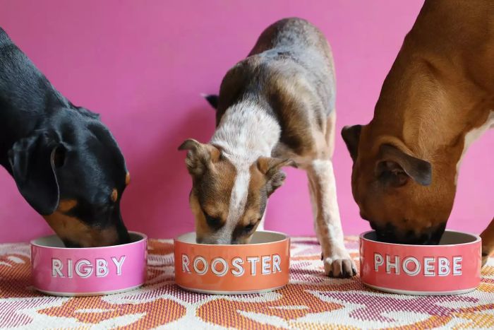 ShouldWeGo Custom Dog Bowl