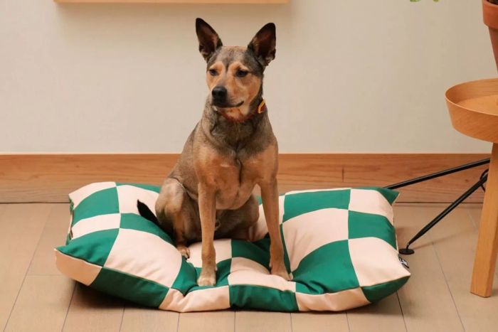 Approved by Fritz The Fritz Bed