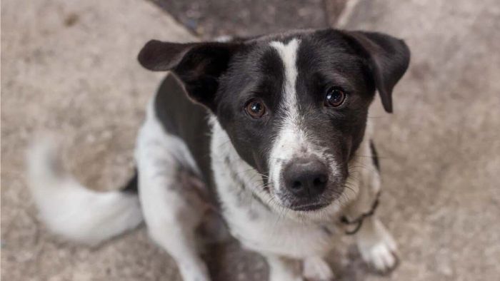 Strategies to Keep Your Dog Safe When Neighbors Are Lighting Fireworks