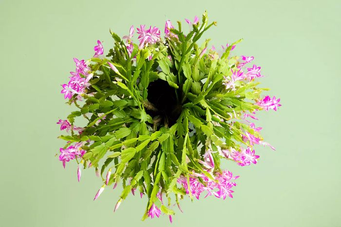 propogate-xmas-cactus-GettyImages-1362377045