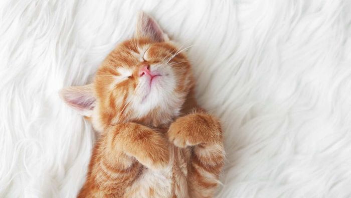 A sleeping kitten enjoys a peaceful and restful night.