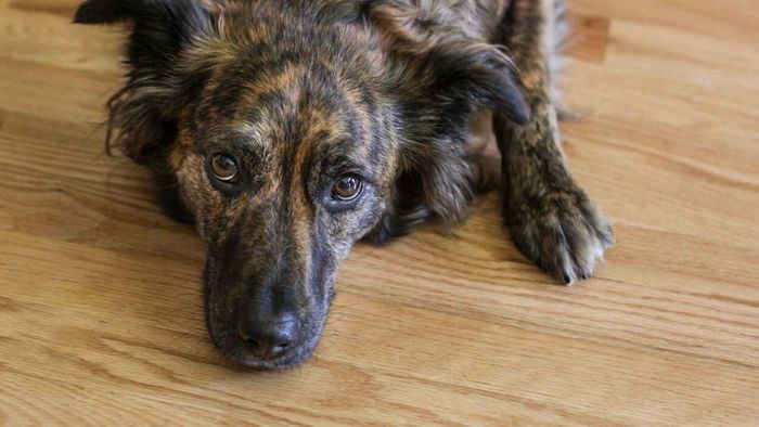 Tips to Address Anxiety in Your Beloved Pets