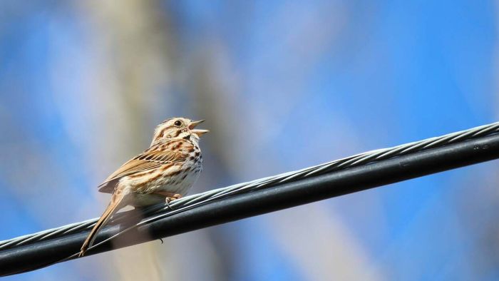 Take on the Birdsong Identification Challenge with This Quiz