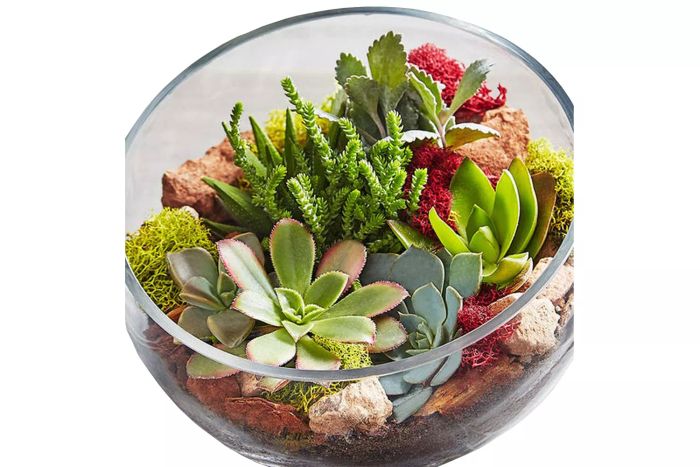 1-800-Flowers One-of-a-Kind Succulent Garden