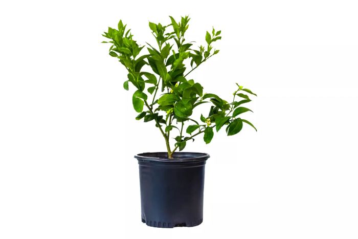 Via Citrus Meyer Lemon Tree