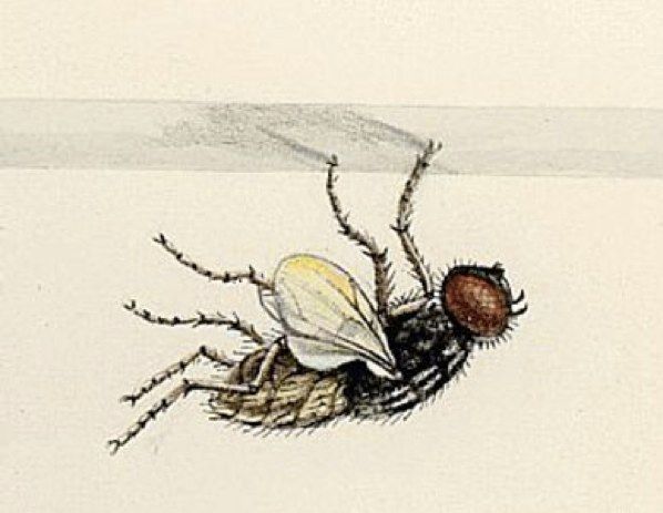 Fly