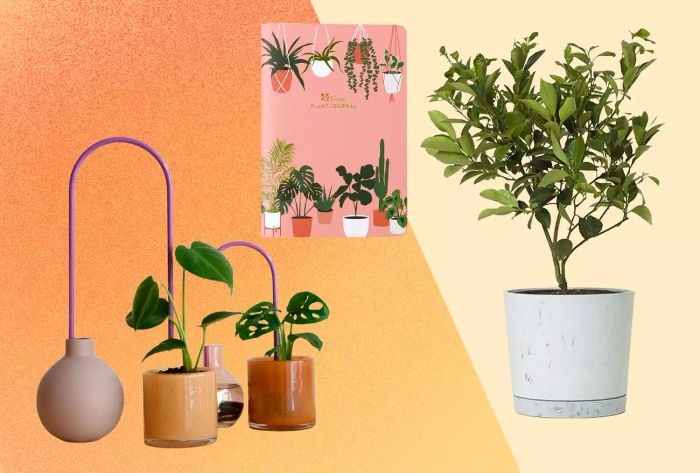 Ideal Gift Ideas for Plant Lovers