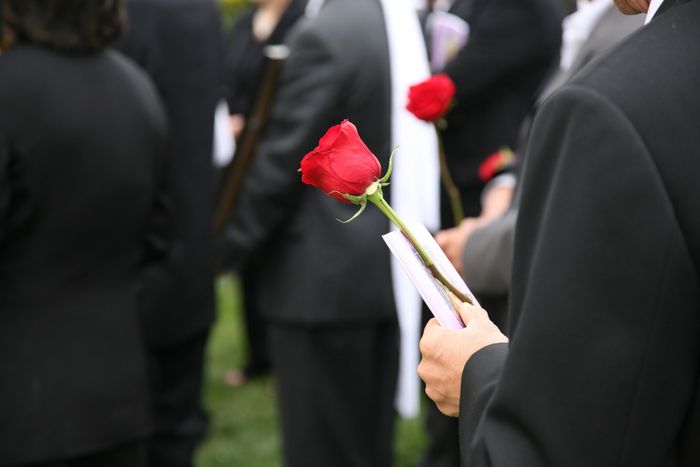 a close-up view of a person holding a rose