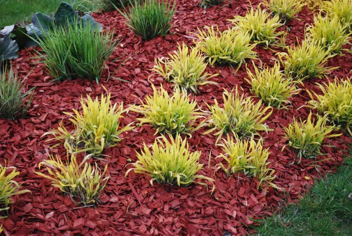 Molinia caerulea 'Variegata' displayed in a vibrant flower bed.