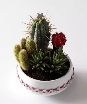 Craft your own mini succulent garden—perfect for adding a touch of greenery to any space.