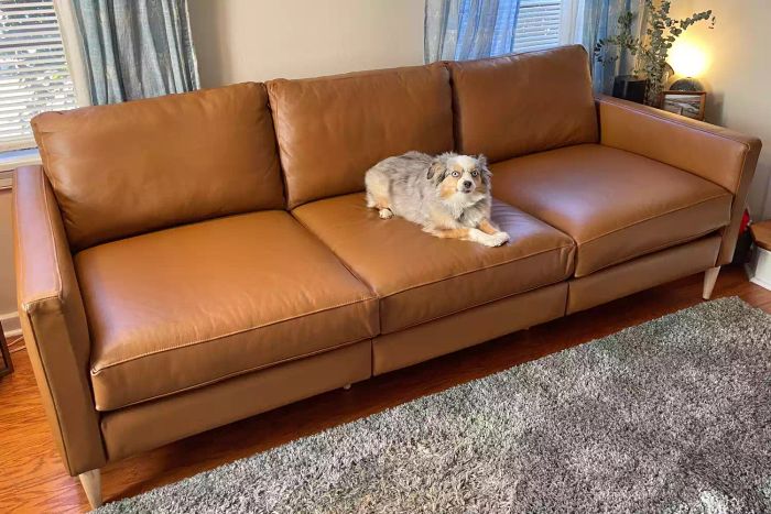 A dog relaxing on the Allform 3-Seat Sofa in the living room