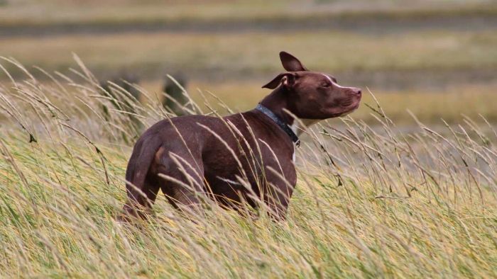 Can Animals Contract COVID-19?