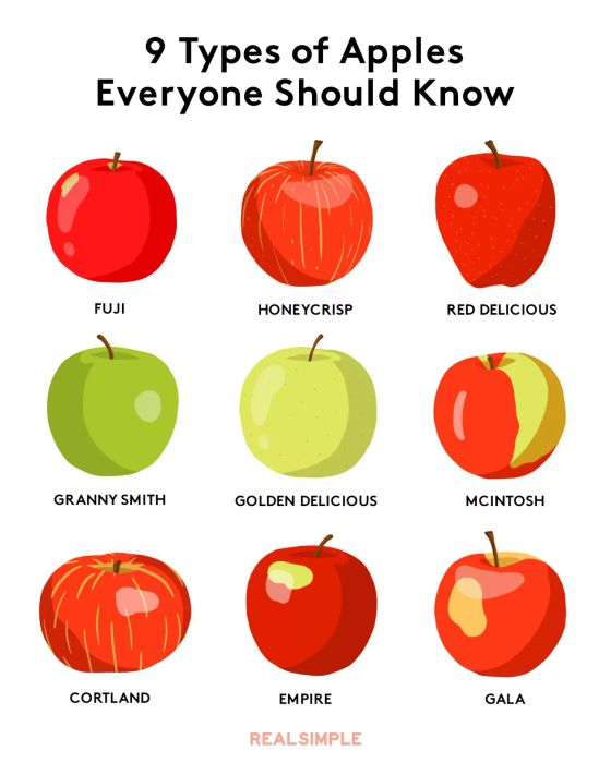 Explore apple varieties - images, names, and a chart of different apple types