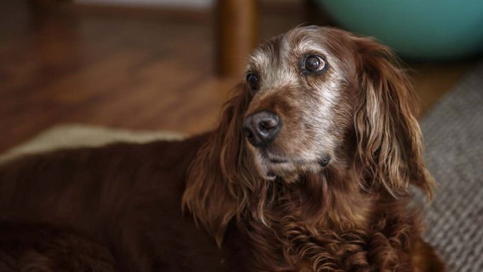 A More Reliable Method to Calculate Dog Years