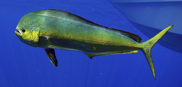Mahi-mahi, a fish that has often been mistaken for a member of the dolphin family, is a species with a curious history. Many people mistakenly believe it is related to dolphins, which is understandable since it was once referred to as dolphinfish.