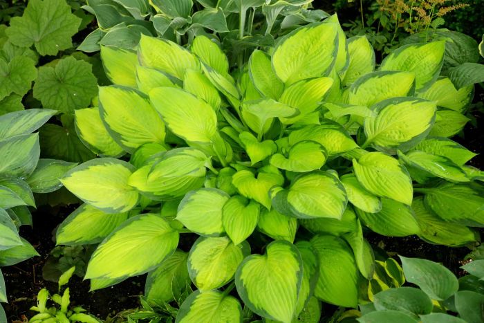 hosta