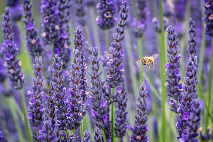 A lavender plant in full bloom with a bee hovering nearby