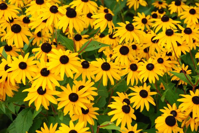 Black-eyed Susan plant