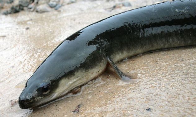 Eels, a commonly enjoyed delicacy in many cuisines, require special preparation to be safe for consumption. While other types of raw fish like sushi and sashimi can be safely served after being frozen, eel is an exception.