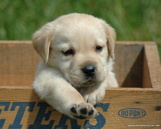 labrador_retriever_puppy_2