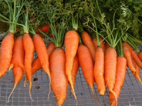 Fal2007 Touchon Carrots