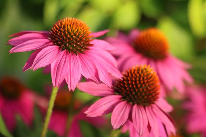 A close-up view of a coneflower blooming in an outdoor garden.