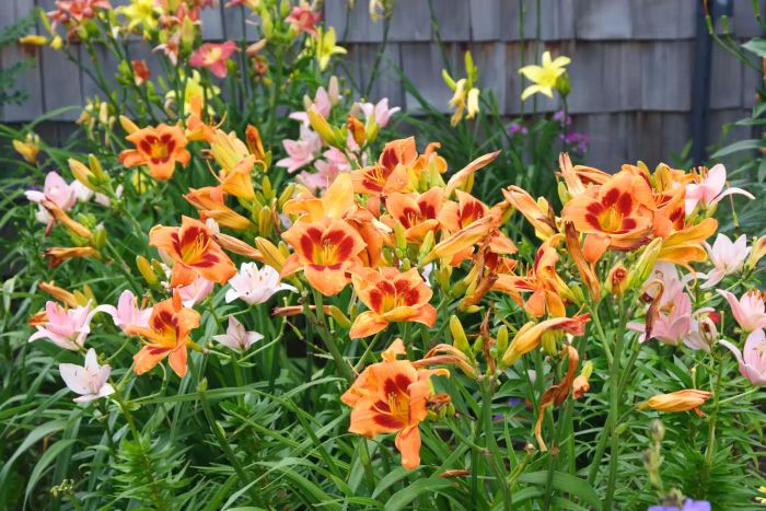 Daylily blooms in yard