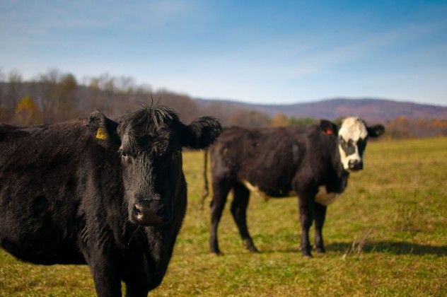 beef
