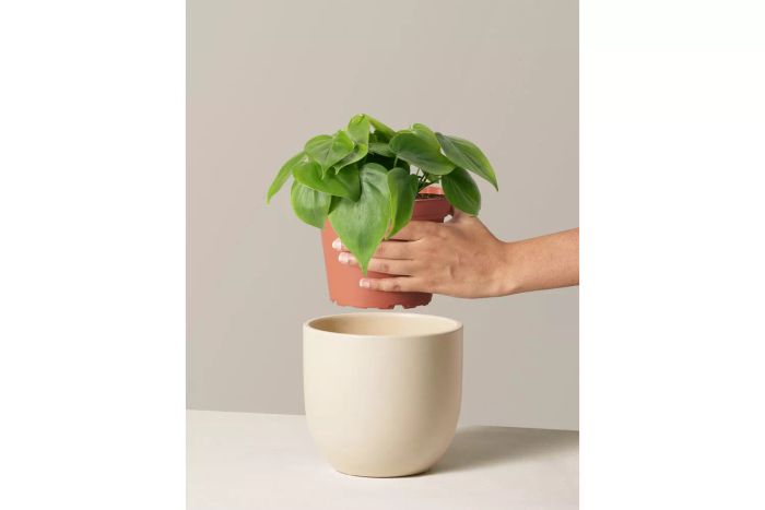 A person placing the Sill Philodendron Green into their chosen planter