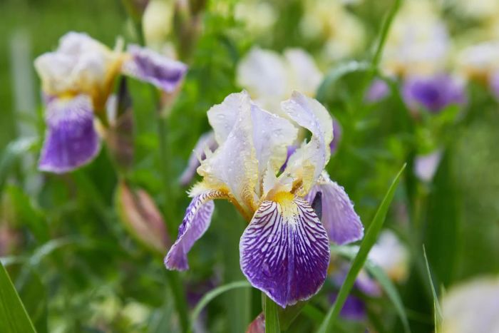 A bearded iris glistening with morning dew