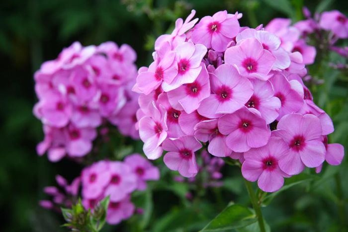 Phlox plants