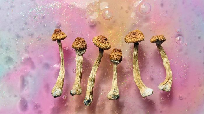 Mushrooms set against a vibrant backdrop