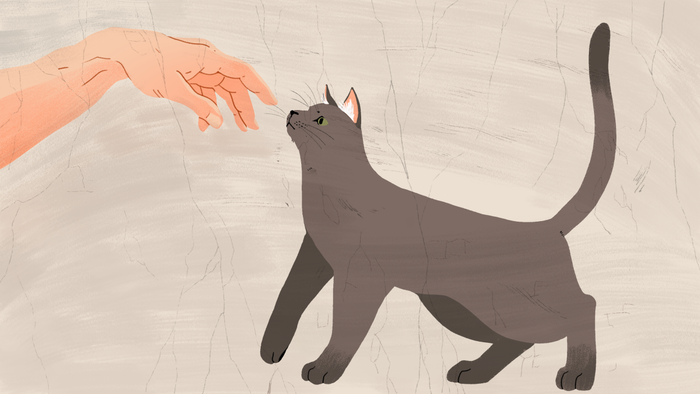 How to Win a Cat's Affection